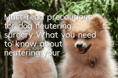 Must-read precautions for dog neutering surgery What you need to know about neutering your dog