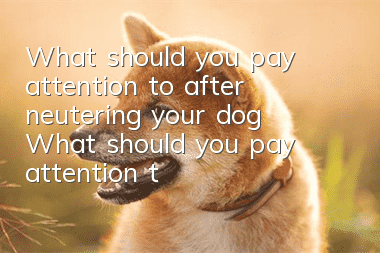 What should you pay attention to after neutering your dog? What should you pay attention to after neutering?