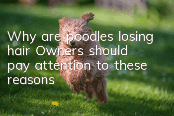 Why are poodles losing hair? Owners should pay attention to these reasons