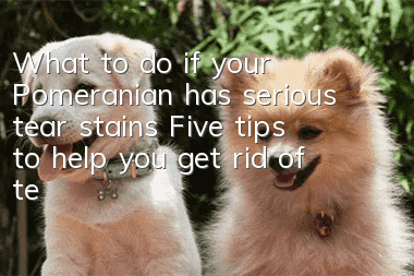What to do if your Pomeranian has serious tear stains? Five tips to help you get rid of tear stains