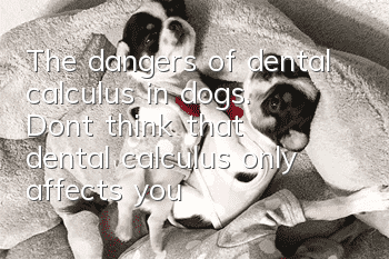The dangers of dental calculus in dogs. Don’t think that dental calculus only affects your appearance.