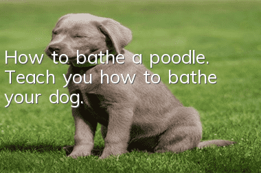 How to bathe a poodle. Teach you how to bathe your dog.