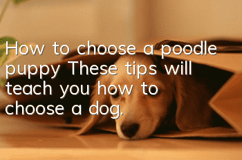 How to choose a poodle puppy? These tips will teach you how to choose a dog.