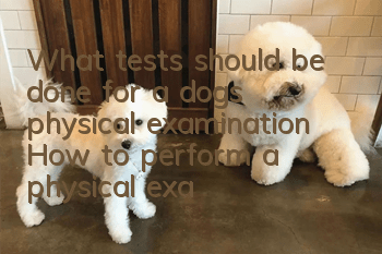What tests should be done for a dog’s physical examination? How to perform a physical examination on your dog at home?