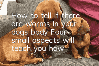 How to tell if there are worms in your dog’s body? Four small aspects will teach you how to tell the difference easily.