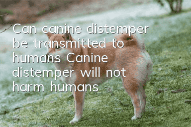 Can canine distemper be transmitted to humans? Canine distemper will not harm humans!