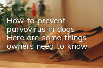 How to prevent parvovirus in dogs? Here are some things owners need to know