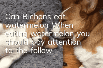 Can Bichons eat watermelon? When eating watermelon, you should pay attention to the following points!