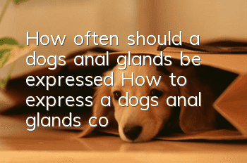 How often should a dog’s anal glands be expressed? How to express a dog’s anal glands correctly?
