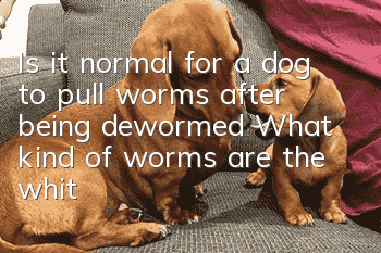 Is it normal for a dog to pull worms after being dewormed? What kind of worms are the white worms?