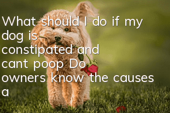 What should I do if my dog is constipated and can’t poop? Do owners know the causes and solutions of dog constipation?