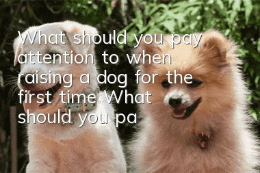 What should you pay attention to when raising a dog for the first time? What should you pay attention to as a novice?