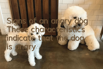 Signs of an angry dog: These characteristics indicate that the dog is angry