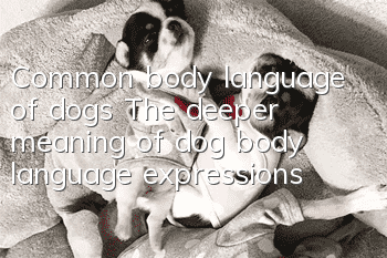 Common body language of dogs The deeper meaning of dog body language expressions
