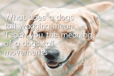 What does a dog's tail wagging mean? Teach you the meaning of a dog's tail movements