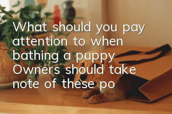 What should you pay attention to when bathing a puppy? Owners should take note of these points