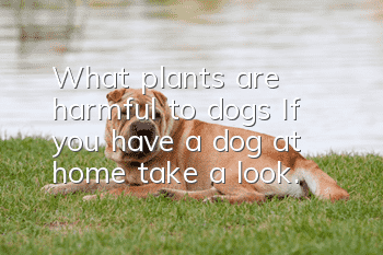 What plants are harmful to dogs? If you have a dog at home, take a look.