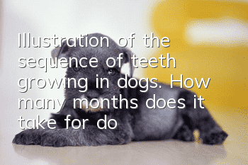 Illustration of the sequence of teeth growing in dogs. How many months does it take for dogs to grow teeth?