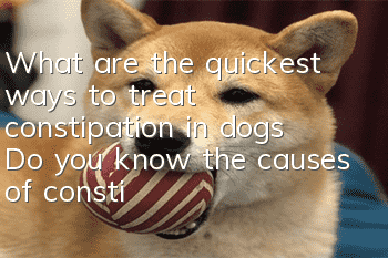 What are the quickest ways to treat constipation in dogs? Do you know the causes of constipation in dogs?
