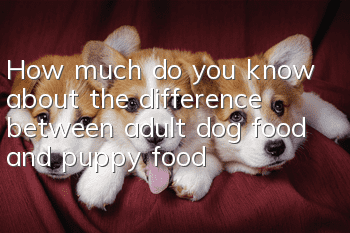 How much do you know about the difference between adult dog food and puppy food?