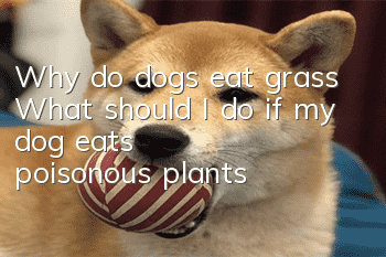 Why do dogs eat grass? What should I do if my dog eats poisonous plants?