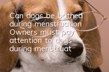 Can dogs be bathed during menstruation? Owners must pay attention to dogs during menstruation!