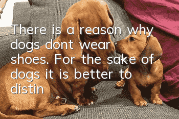 There is a reason why dogs don’t wear shoes. For the sake of dogs, it is better to distinguish the situation and wear shoes.
