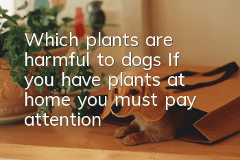 Which plants are harmful to dogs? If you have plants at home, you must pay attention