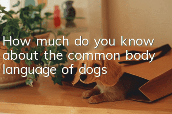 How much do you know about the common body language of dogs?