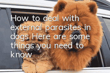 How to deal with external parasites in dogs? Here are some things you need to know