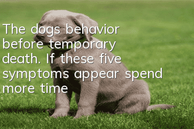 The dog’s behavior before temporary death. If these five symptoms appear, spend more time with it.