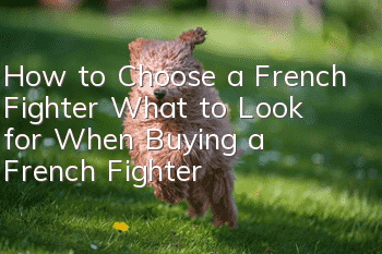 How to Choose a French Fighter What to Look for When Buying a French Fighter