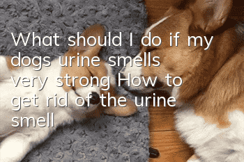 What should I do if my dog’s urine smells very strong? How to get rid of the urine smell at home