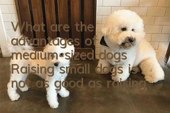What are the advantages of medium-sized dogs? Raising small dogs is not as good as raising medium-sized dogs