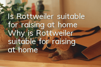 Is Rottweiler suitable for raising at home? Why is Rottweiler suitable for raising at home?
