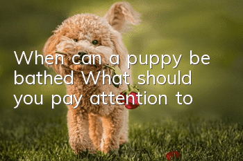 When can a puppy be bathed? What should you pay attention to?