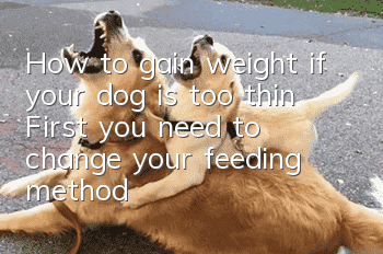 How to gain weight if your dog is too thin? First you need to change your feeding method