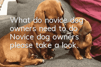 What do novice dog owners need to do? Novice dog owners, please take a look.