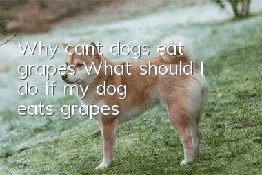 Why can’t dogs eat grapes? What should I do if my dog eats grapes?