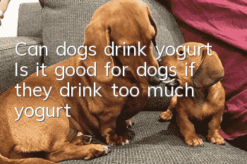 Can dogs drink yogurt? Is it good for dogs if they drink too much yogurt?
