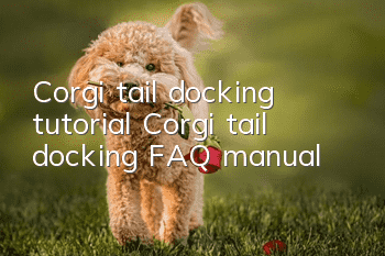 Corgi tail docking tutorial Corgi tail docking FAQ manual