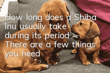 How long does a Shiba Inu usually take during its period? There are a few things you need to pay attention to during the Shiba Inu period!