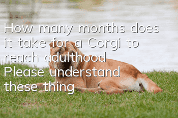 How many months does it take for a Corgi to reach adulthood? Please understand these things first when raising a Corgi