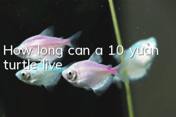 How long can a 10 yuan turtle live?