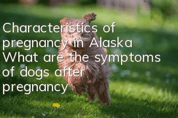 Characteristics of pregnancy in Alaska What are the symptoms of dogs after pregnancy?