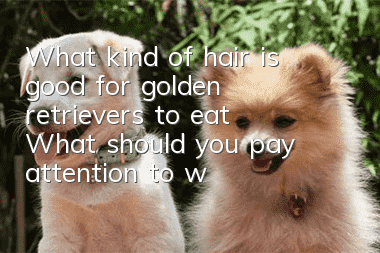 What kind of hair is good for golden retrievers to eat? What should you pay attention to when caring for golden retriever dogs’ hair?