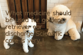 What medicine should be used for golden retriever ear discharge? Scientific care is very important
