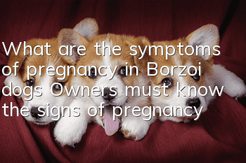 What are the symptoms of pregnancy in Borzoi dogs? Owners must know the signs of pregnancy in Borzoi dogs!