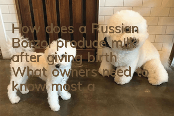 How does a Russian Borzoi produce milk after giving birth? What owners need to know most about how to produce milk after giving birth!
