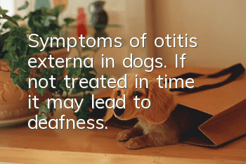 Symptoms of otitis externa in dogs. If not treated in time, it may lead to deafness.